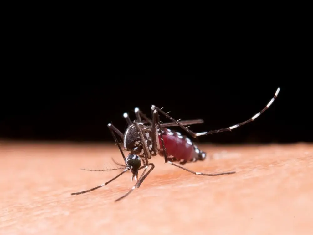 dengue transmission via aedes albopictus mosquitoes