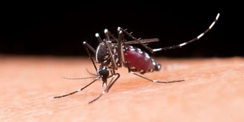 2 dengue transmission via aedes albopictus mosquitoes